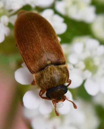 Byturus ochraceus
